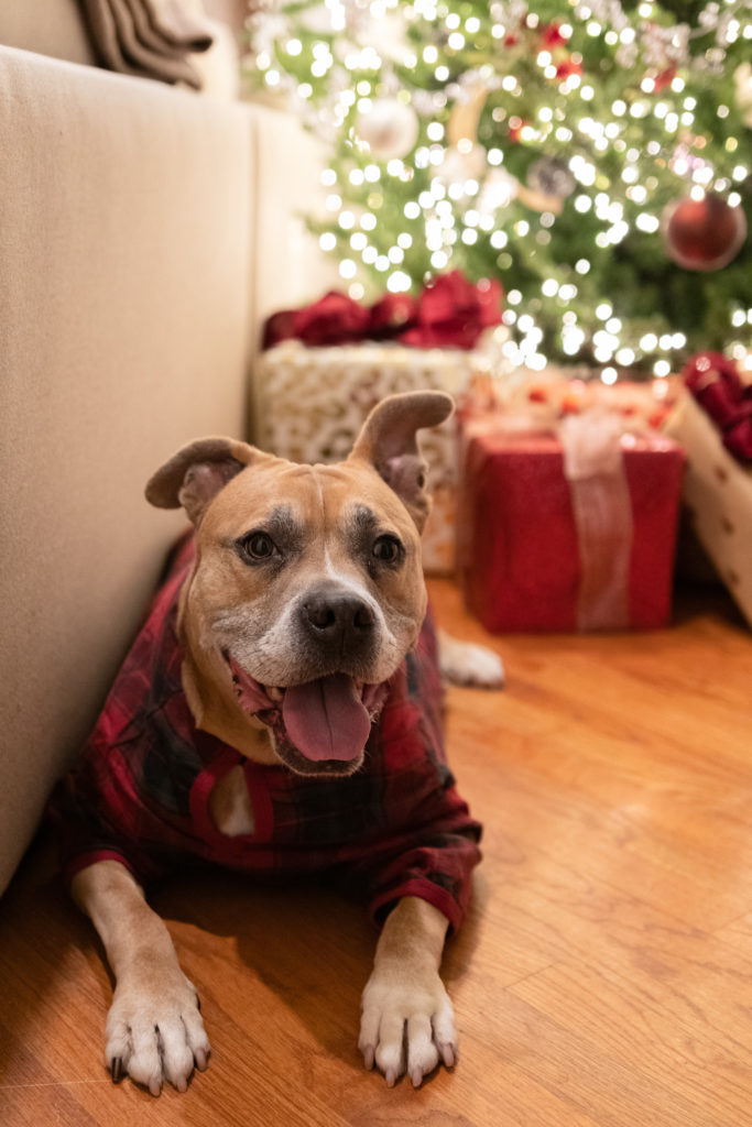 Pit Bull Christmas Outfits from The Company Store