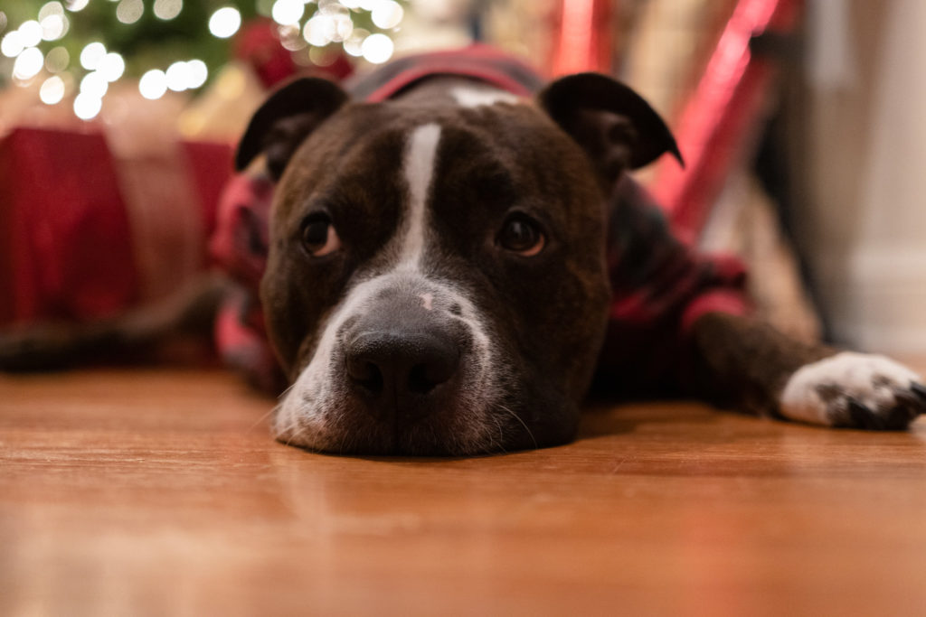 Pit Bull Christmas Outfits from The Company Store