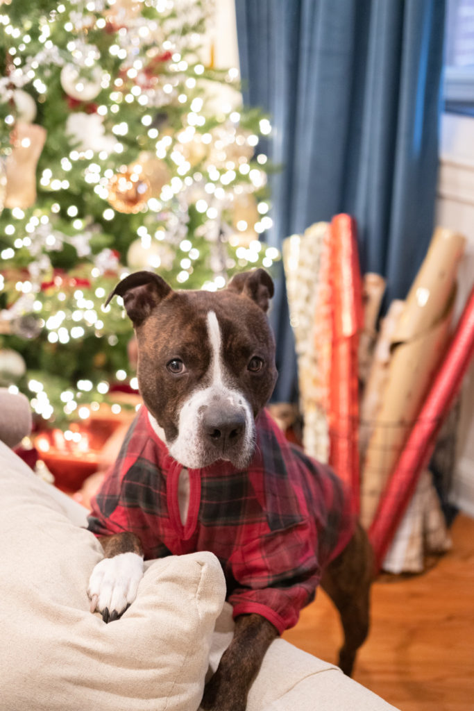 Pit Bull Christmas Outfits from The Company Store
