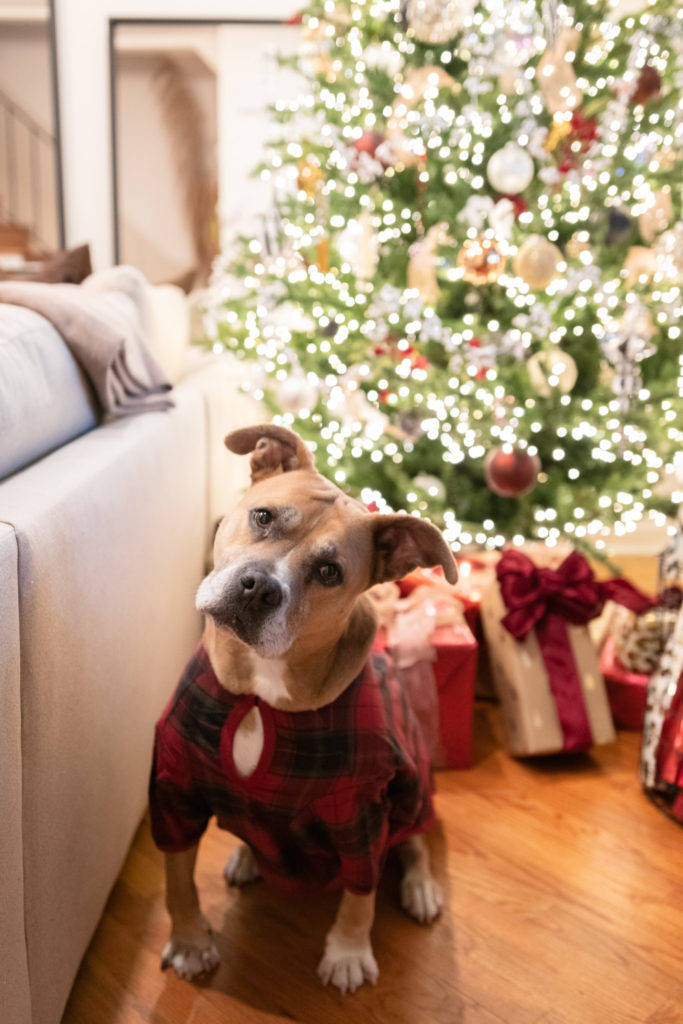 Pit Bull Christmas Outfits from The Company Store
