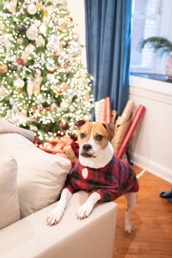Pit Bull Christmas Outfits from The Company Store