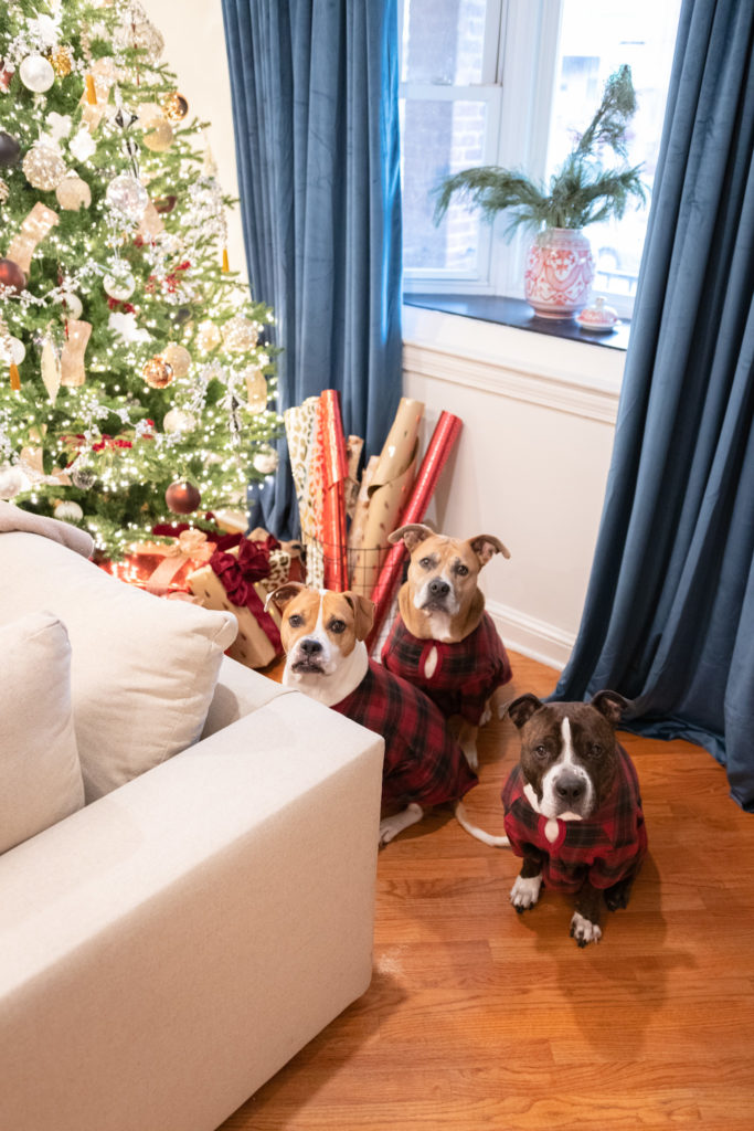 Pit Bull Christmas Outfits from The Company Store
