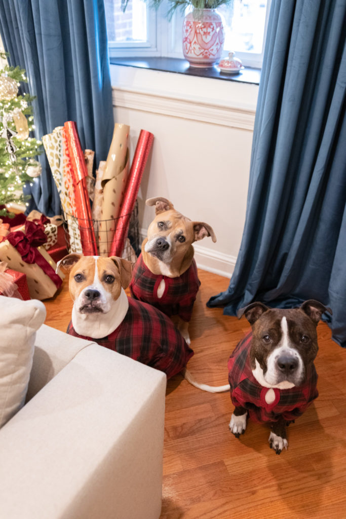 Pit Bull Christmas Outfits from The Company Store