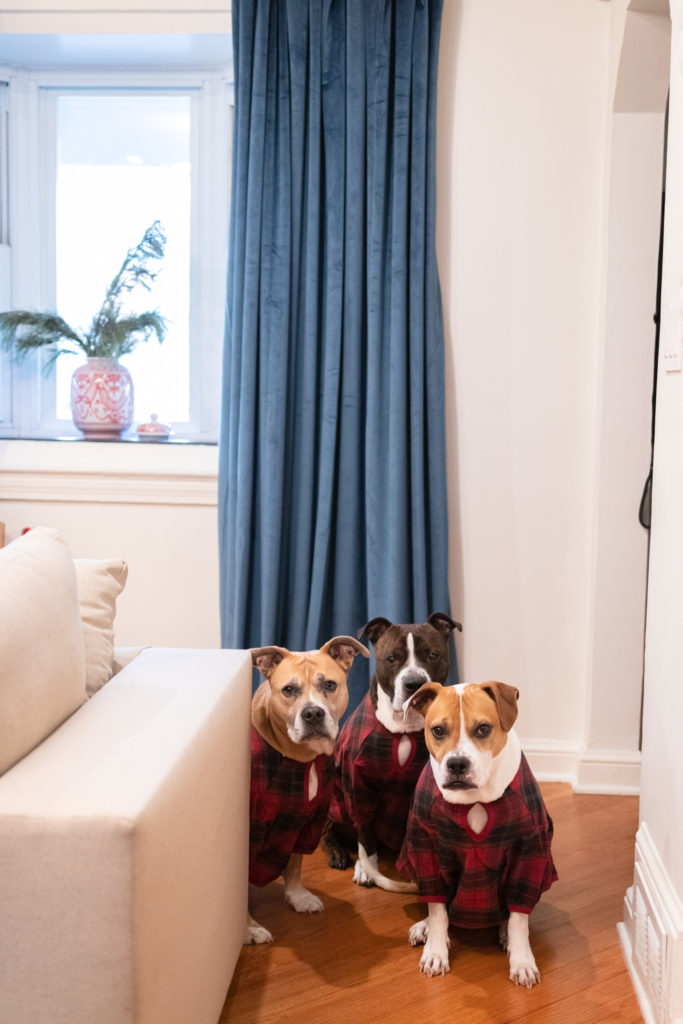 Pit Bull Christmas Outfits from The Company Store