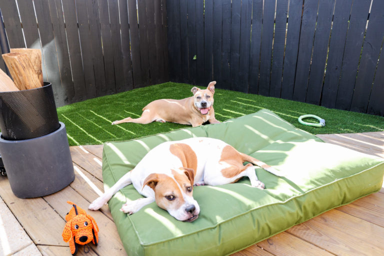 Two dogs in a backyard with artificial turf and a black fence.