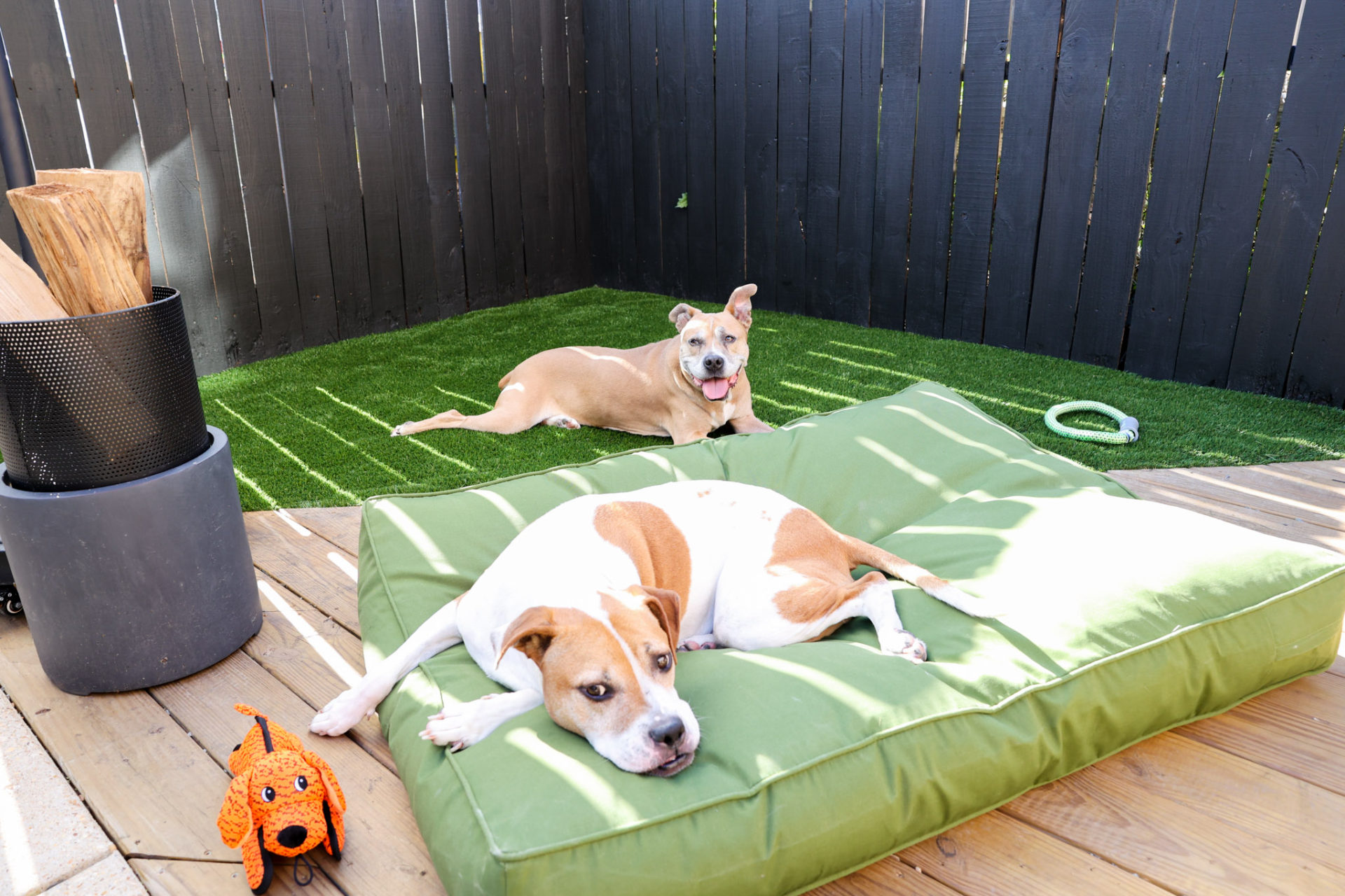 Two dogs in a backyard with artificial turf and a black fence.